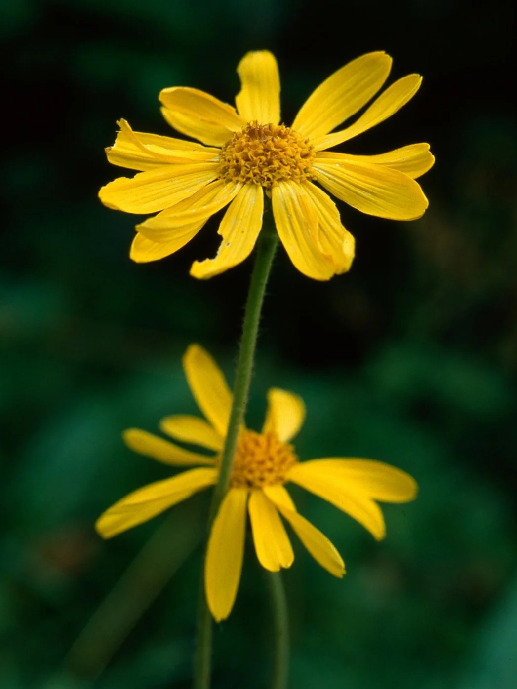 Meadow Arnica Seeds
