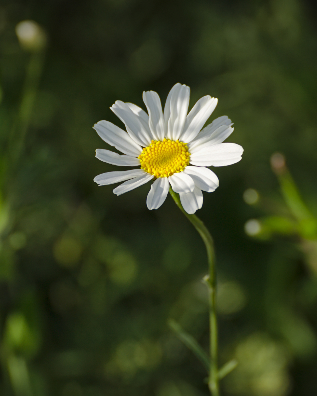 Tanacetum cinerariifolium - Pyrethrum.png
