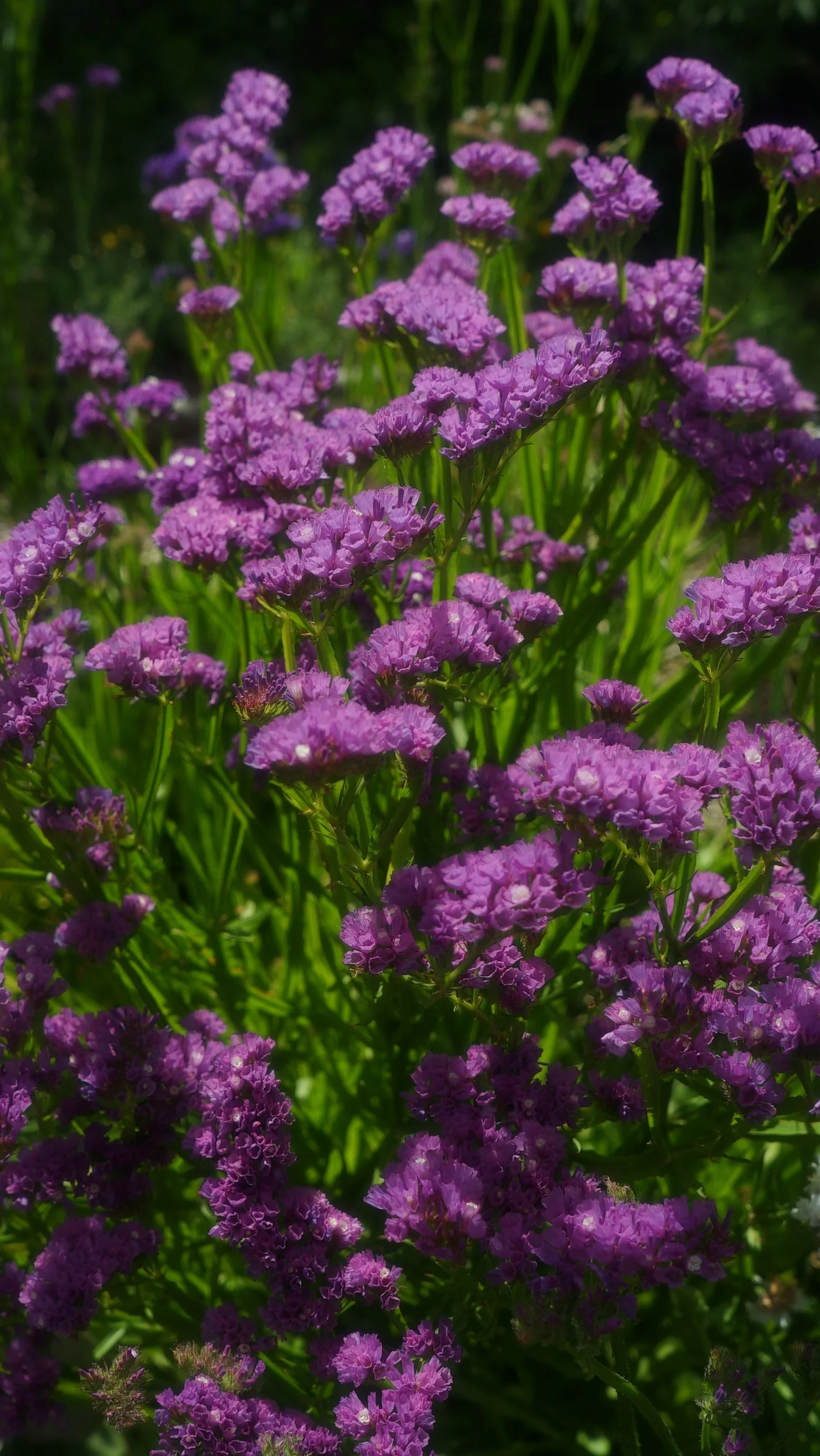 Statice - Purple "Long Stem" | Cut Flower Stem