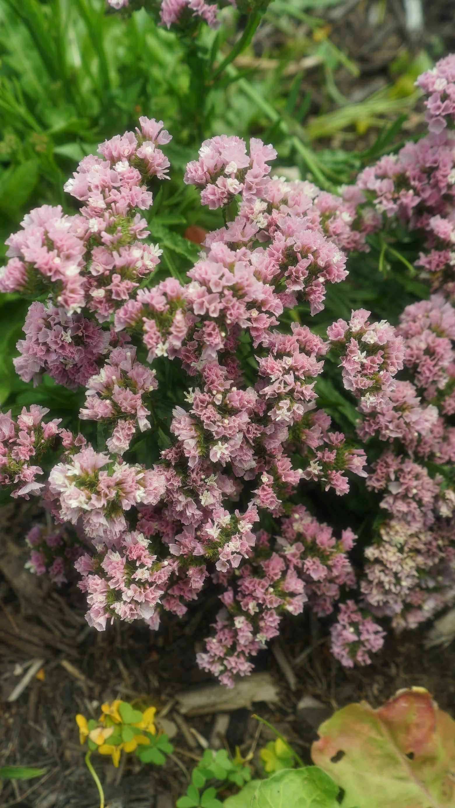 Statice Blush "Short Stem" | Cut Flowers