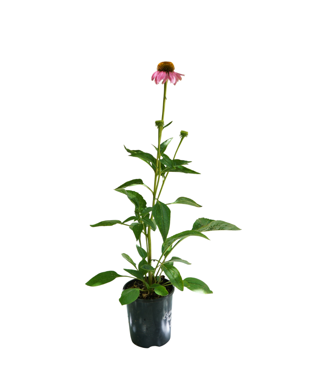 Echinacea Purperea Plant