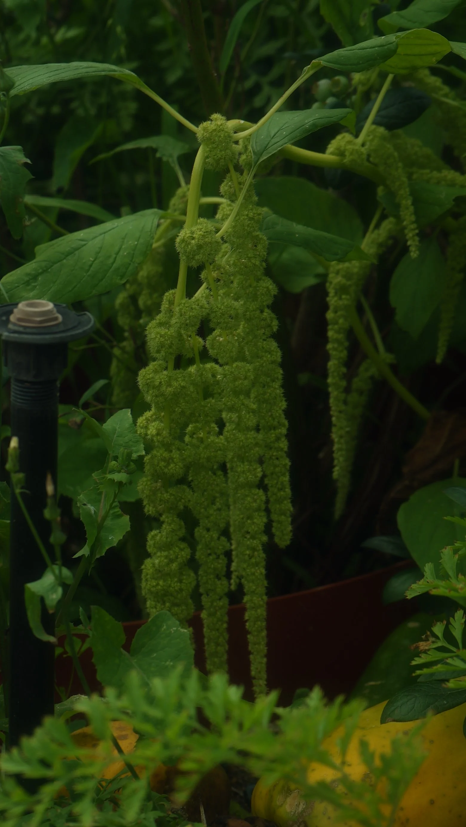 Lime Green Amaranth | Cut Stems