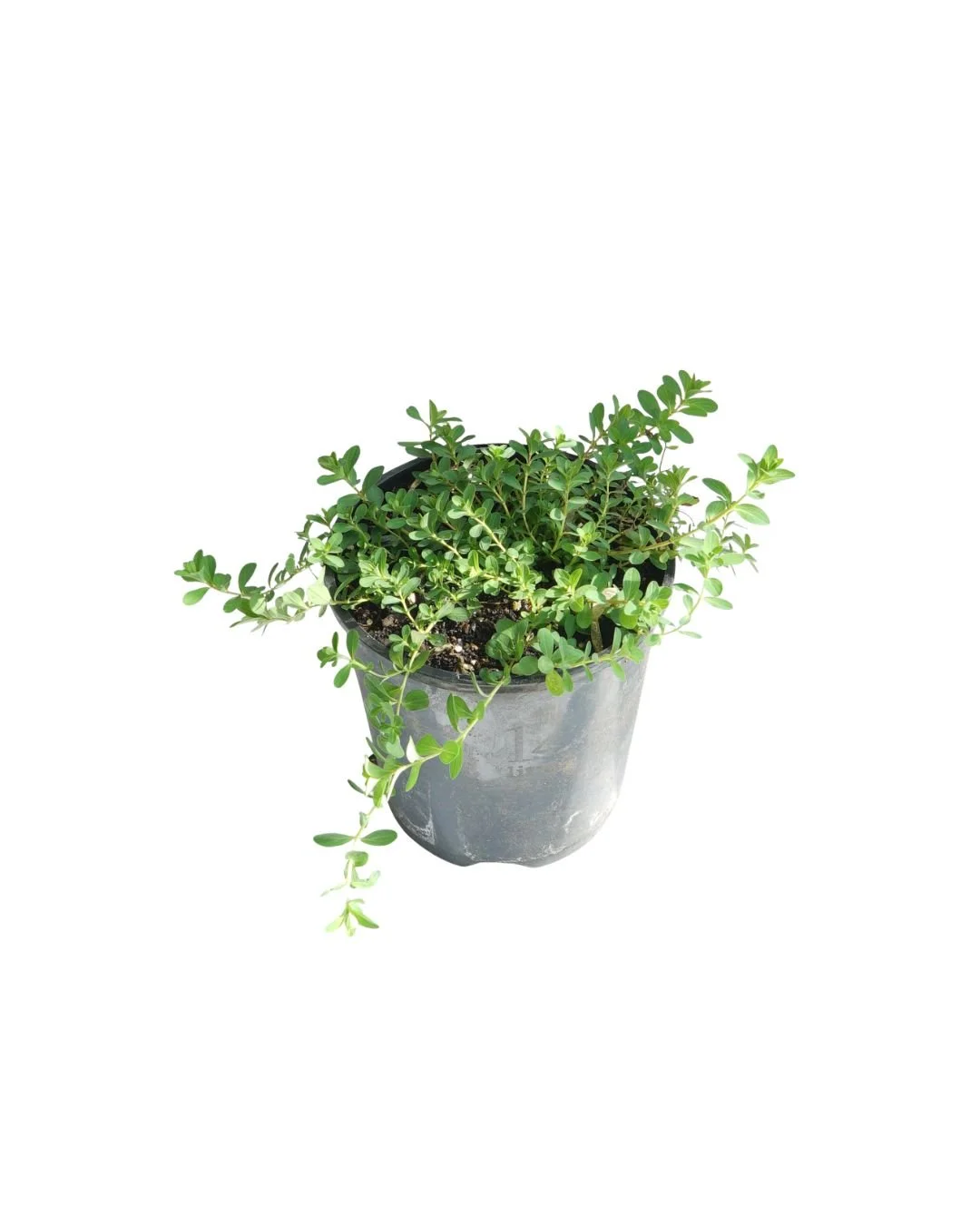 St Johns Wort - Hypericum Perforatum - WA Perth