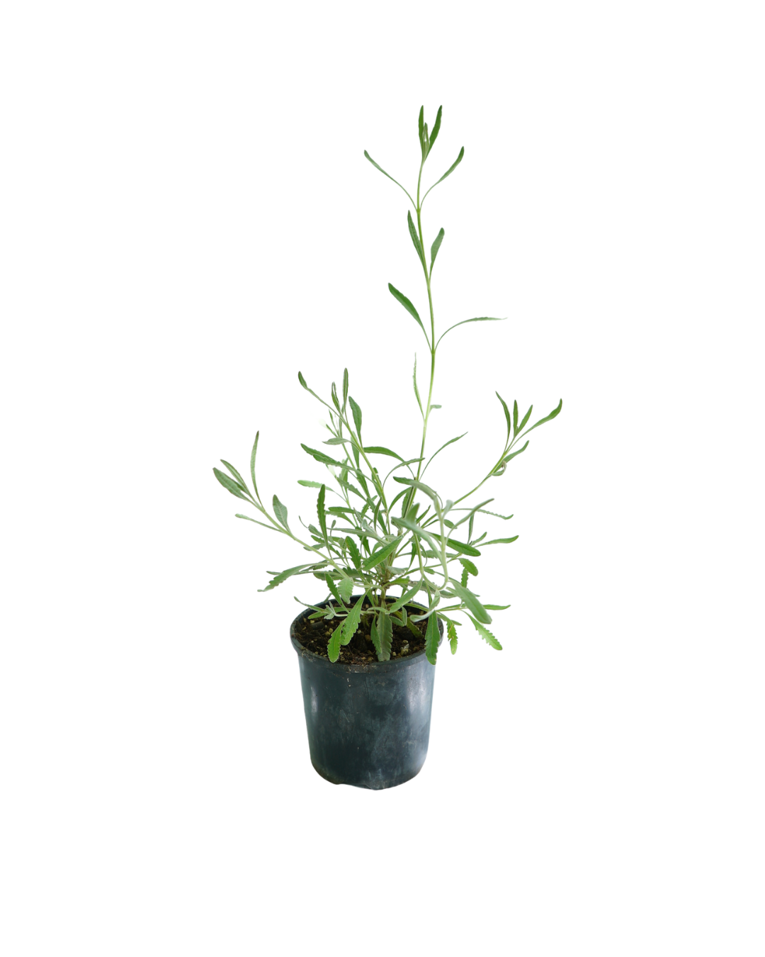 Lavender 'Allardi' Plant