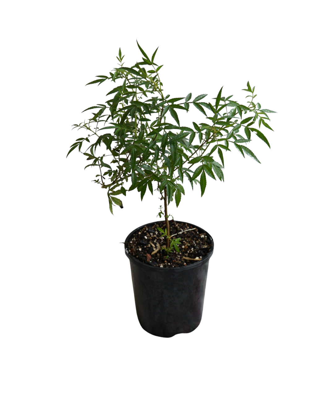 Untitled design (8).png