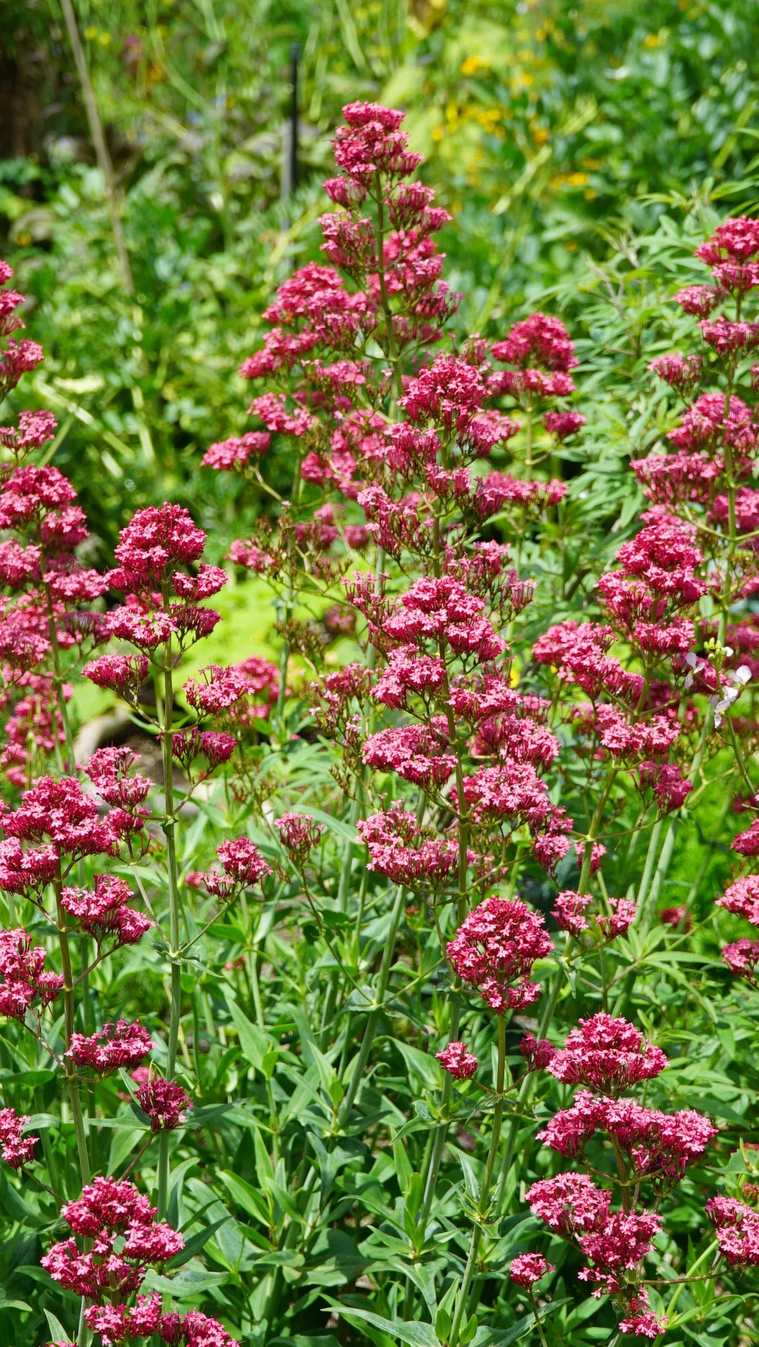Pink Valerian 'Centranthus' Seeds