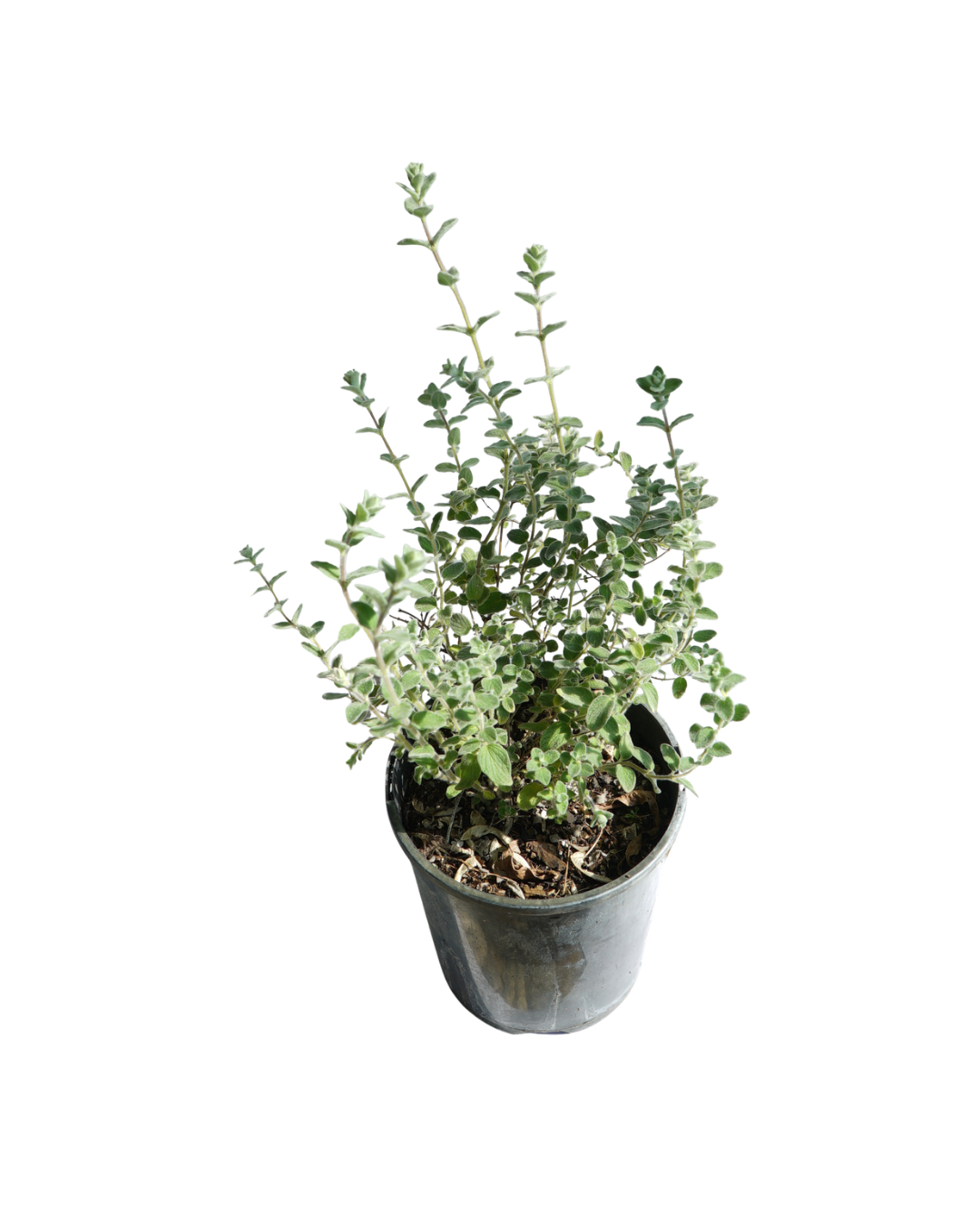Syrian Oregano "Za’atar" Plant