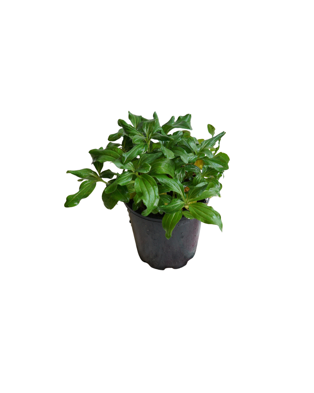 Untitled design (11).png