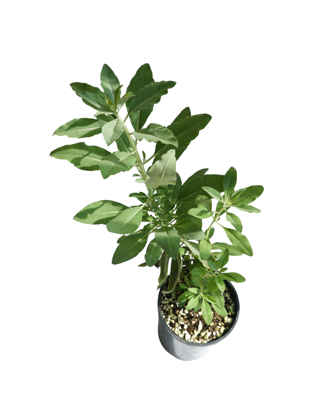 Untitled design (32).png