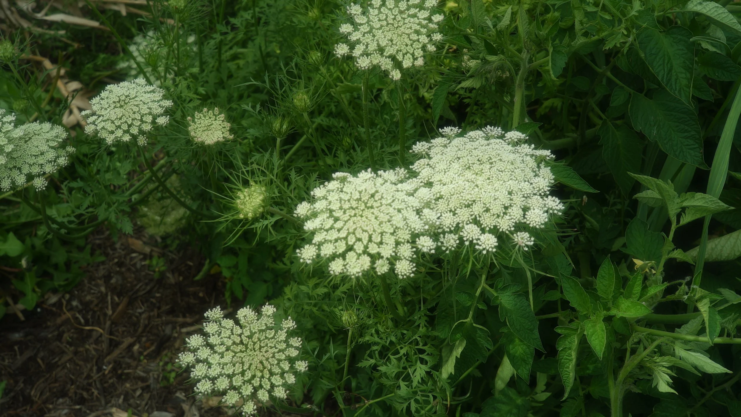 Wild Carrot - White |  Cut Stems