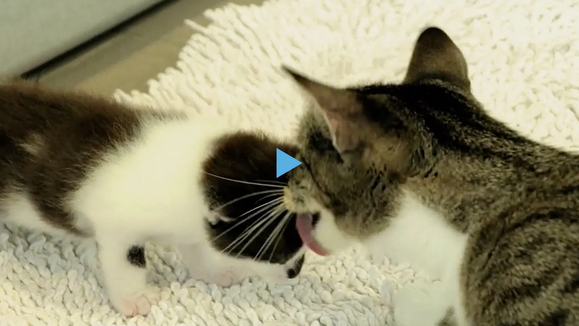 Deutscher Tierschutzbund