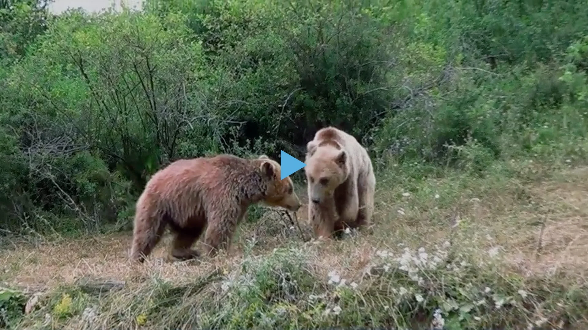 Vier Pfoten Deutschland