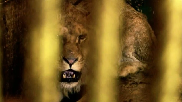 Vier Pfoten Deutschland