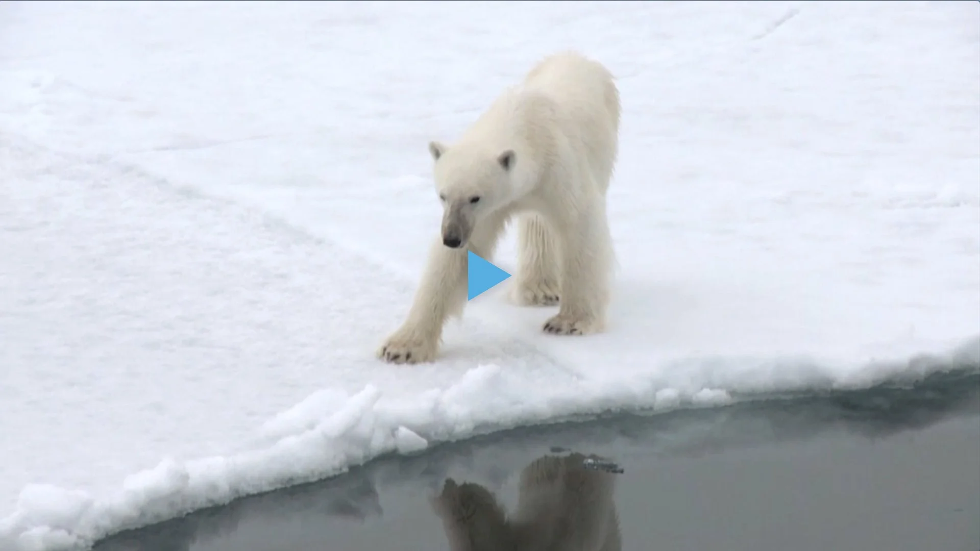 Greenpeace Deutschland