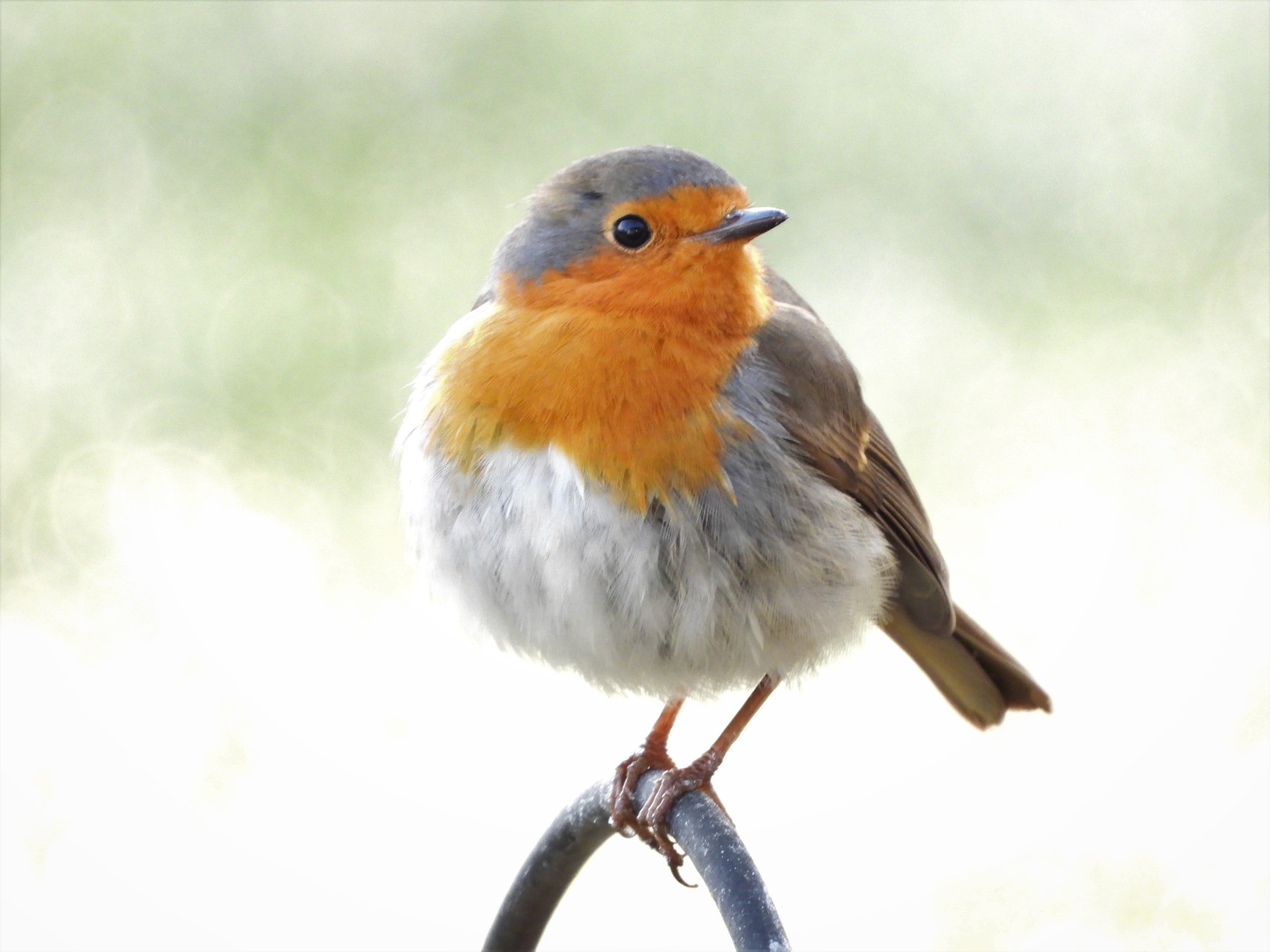 My kids often ask me what my favourite animal is just to check it hasn't changed - still the robin; that little bird of hope.