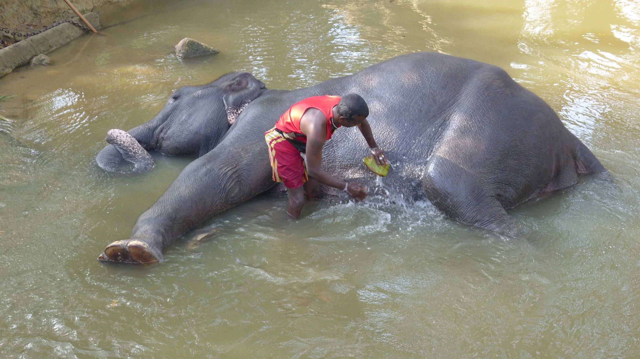 SRI LANKA: A Mahout caring for his elephant. 