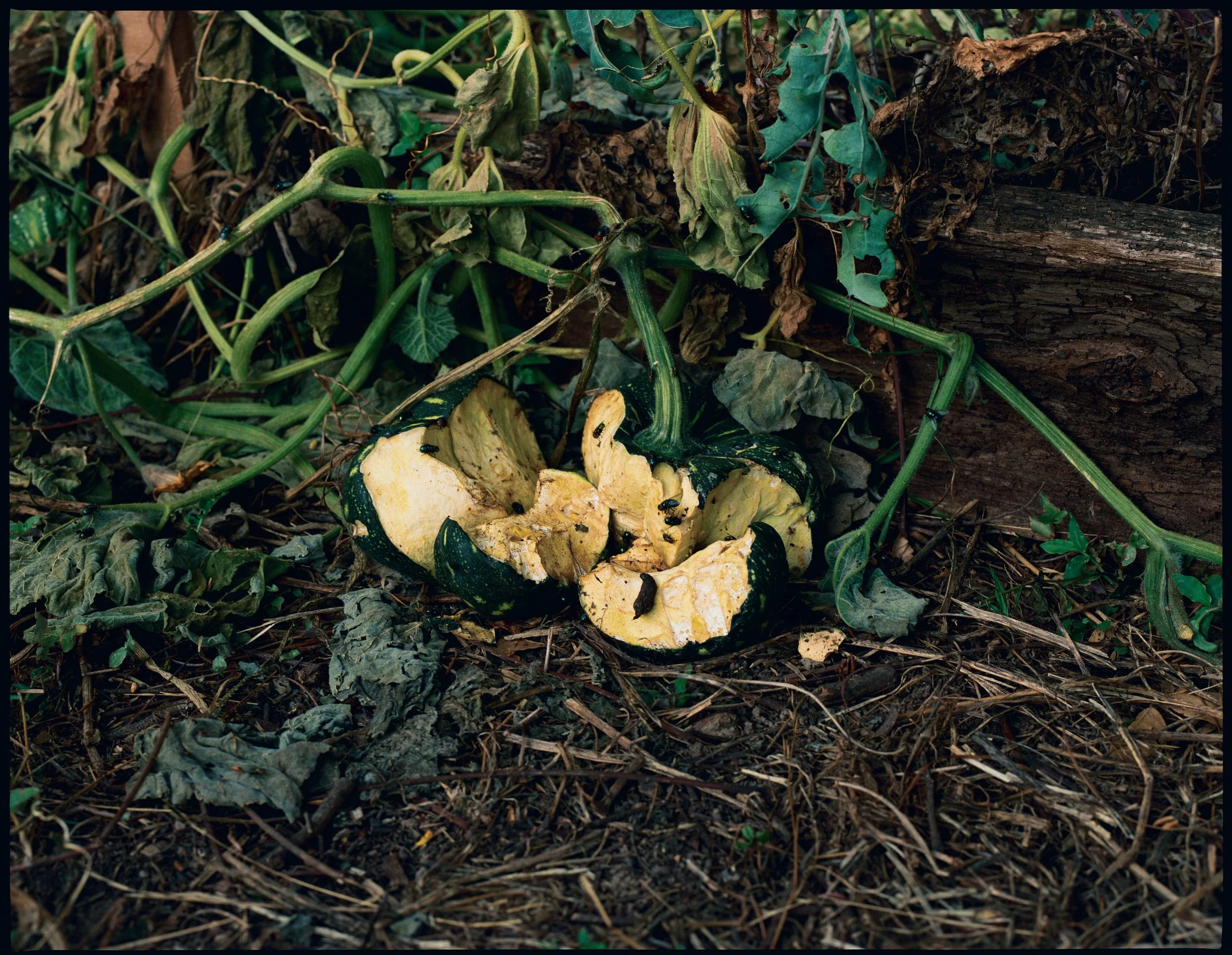 Bulb_BTS-40.jpg