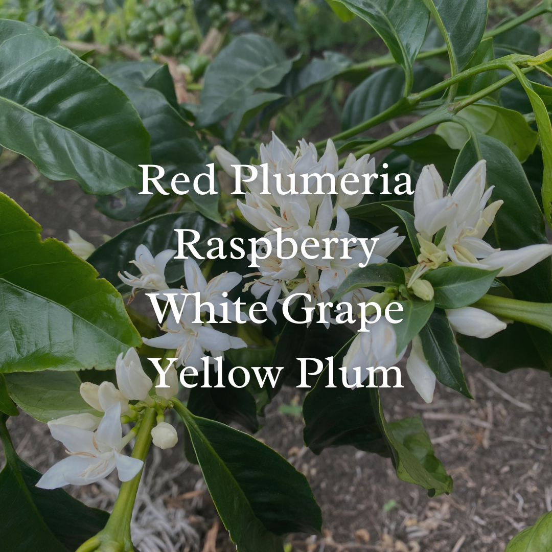 Colombia El Paraíso Geisha Washed