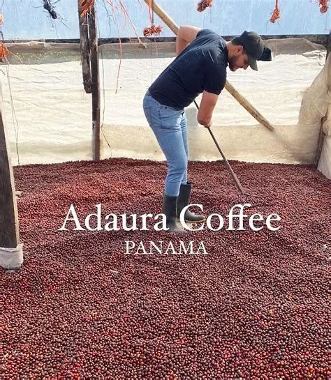 👑🌿🍒 新豆上架 👑🌿🍒

Panama Adaura Coffee Geisha Honey Lot 6
✨ 2018年，Marcus Jovanny Duran 創立咗 Adaura Coffee，將屋企三代傳承嘅 Finca Lorayne 農莊帶入新篇章 🌱

🏆 2024年佢哋喺巴拿馬最佳咖啡大賽（BOP）水洗組拎咗冠軍🎖，日曬組都攞到第七名，成績可以話係再創高峰📈&mdash;&mdash;其實早喺2022年，佢哋已經喺同個比賽嘅「多品種組」攞過第九名🥇

🏅