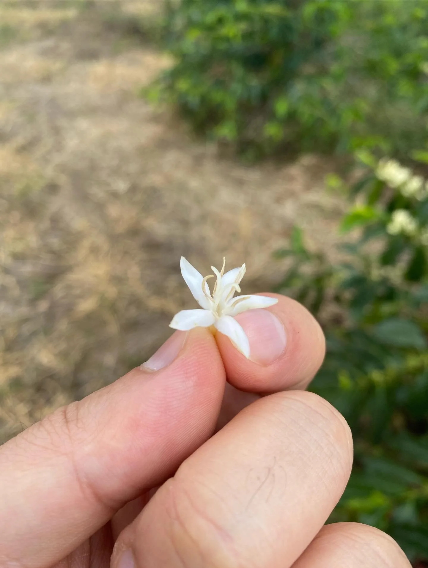 多謝大家一路支持，令我哋可以堅持理念，
專注烘焙每一款我哋真心推薦嘅咖啡豆。✨

經常收到客人查詢：
「你哋邊款豆最受歡迎？」
「客人普遍鍾意咩風味？」

其實我哋真係答唔到
因為我哋揀自己鍾意飲嘅咖啡。 ☕️

由產區挑選、烘焙測試，到風味定案，
每一款都承載我哋對品質嘅堅持。
能夠一直做自己相信嘅事，我哋非常感恩。🙏

為答謝各位朋友長期支持，我哋準備以下回饋：

🎁 【風味探索禮遇】
即日起網站購買 「Colombia El Obraje Gesha Washed」 或 「Colomb