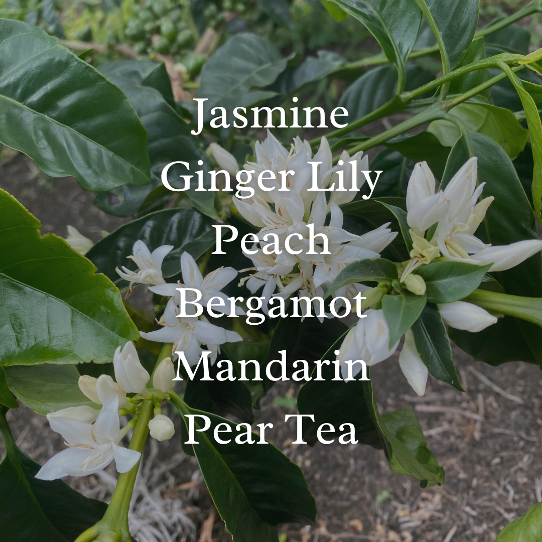 Adaura Coffee Lot11.png