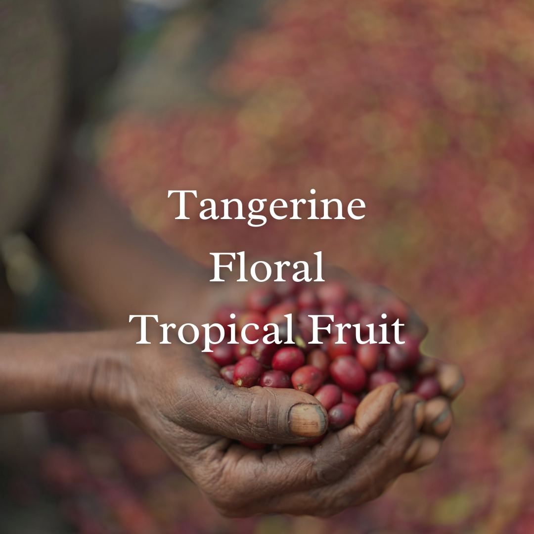 Guatemala Santa Felisa Sudan Rume Natural