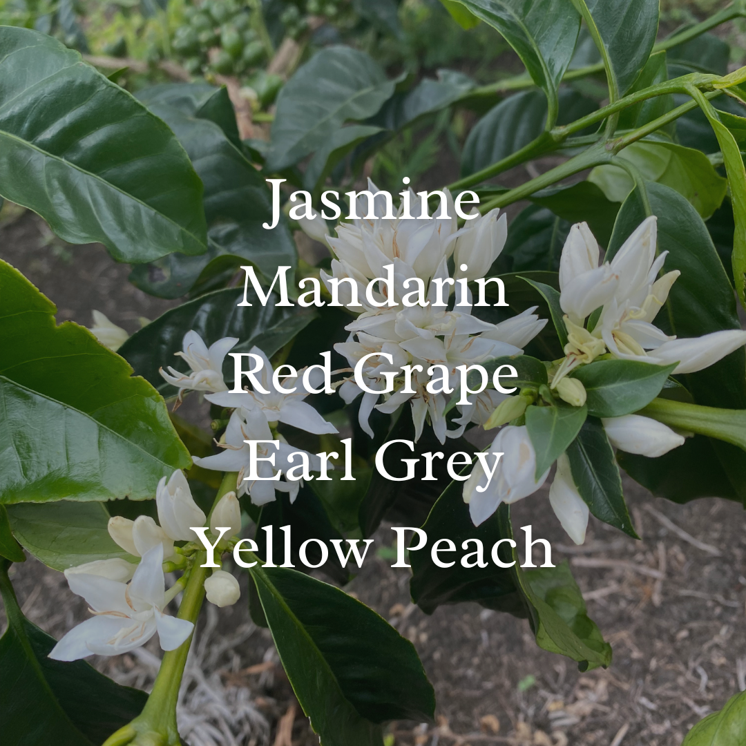 Panama Iris Estate Geisha Echo