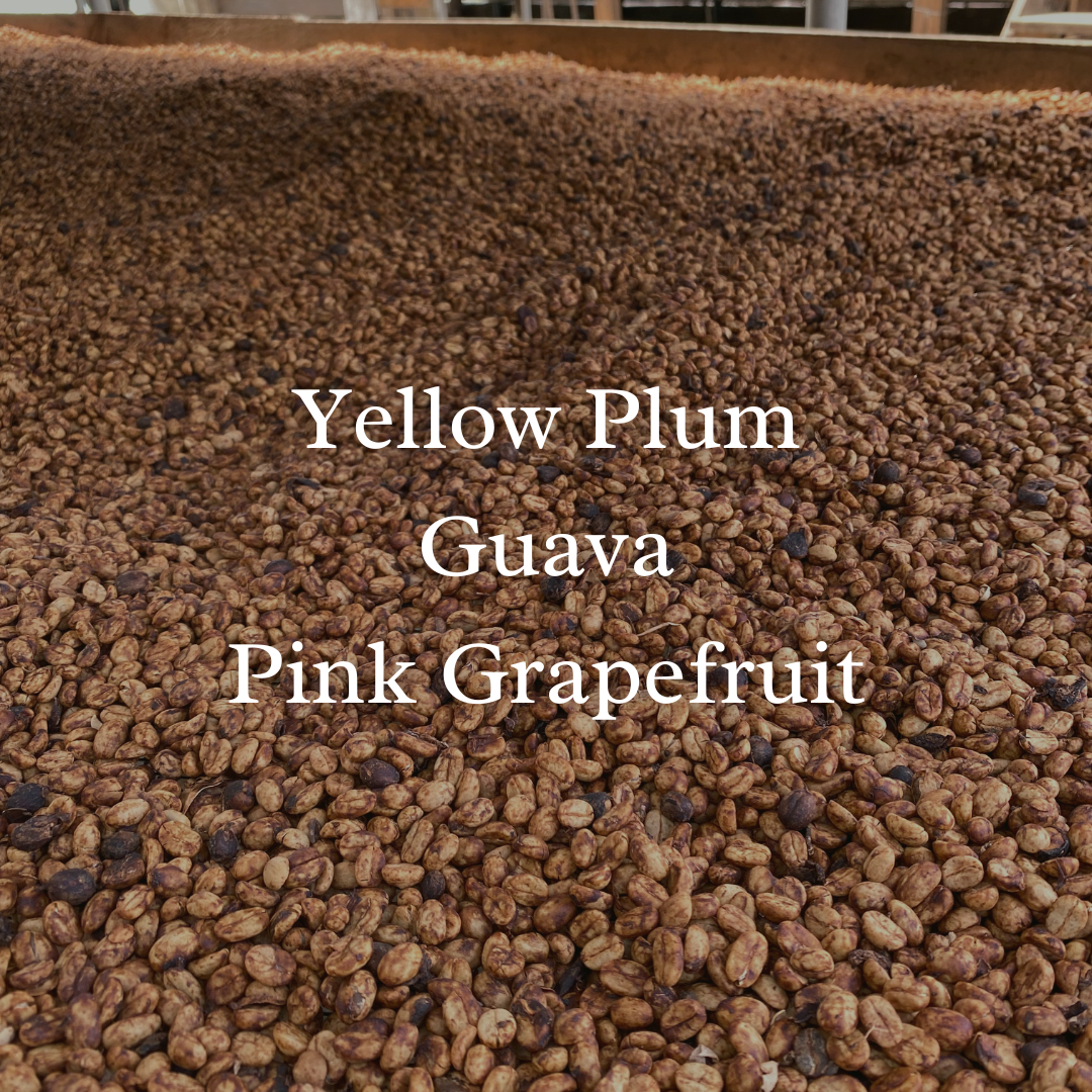 Colombia El Obraje Pink Bourbon Honey