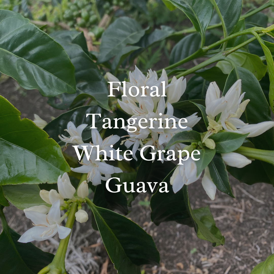 Yirgacheffe Hafurtsa.png