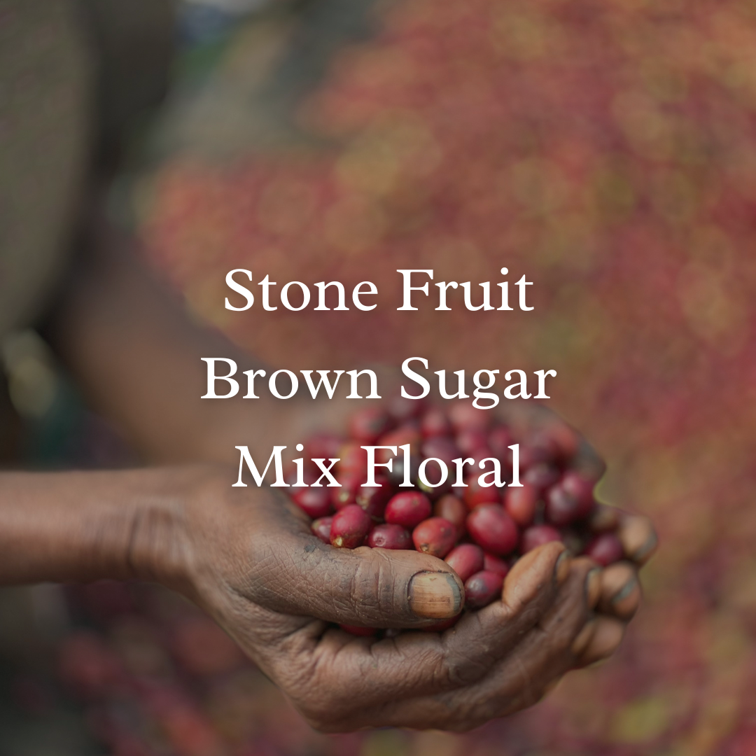 Nicaragua Fincas San Jose Geisha Natural