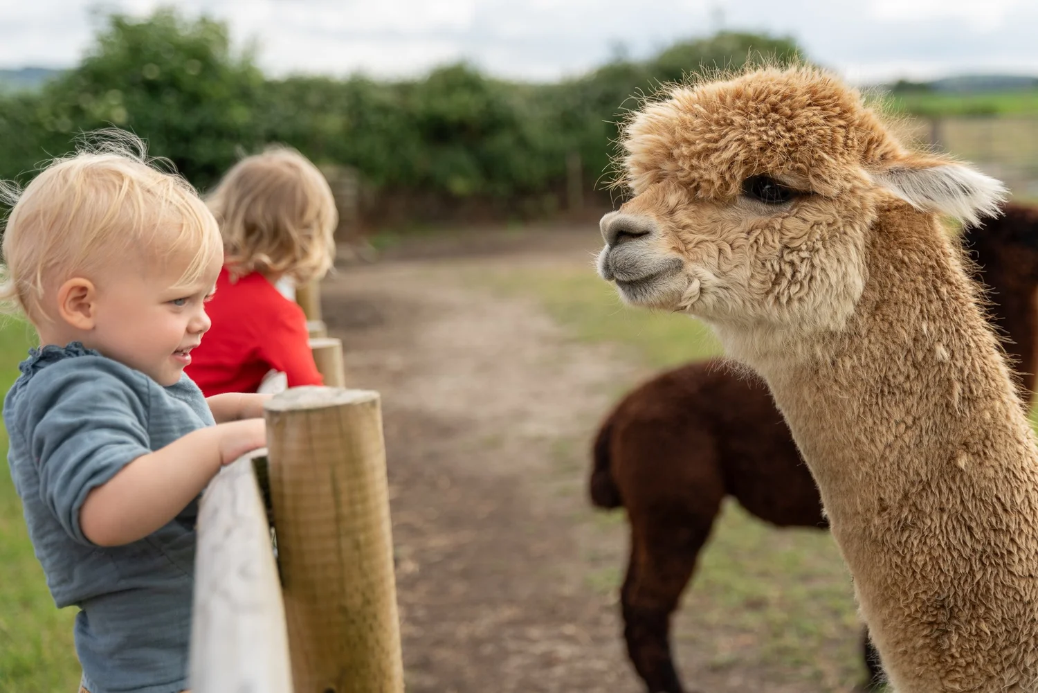 Holiday cottage sleeps 20 with swimming pool The Corn Crib Hesdin