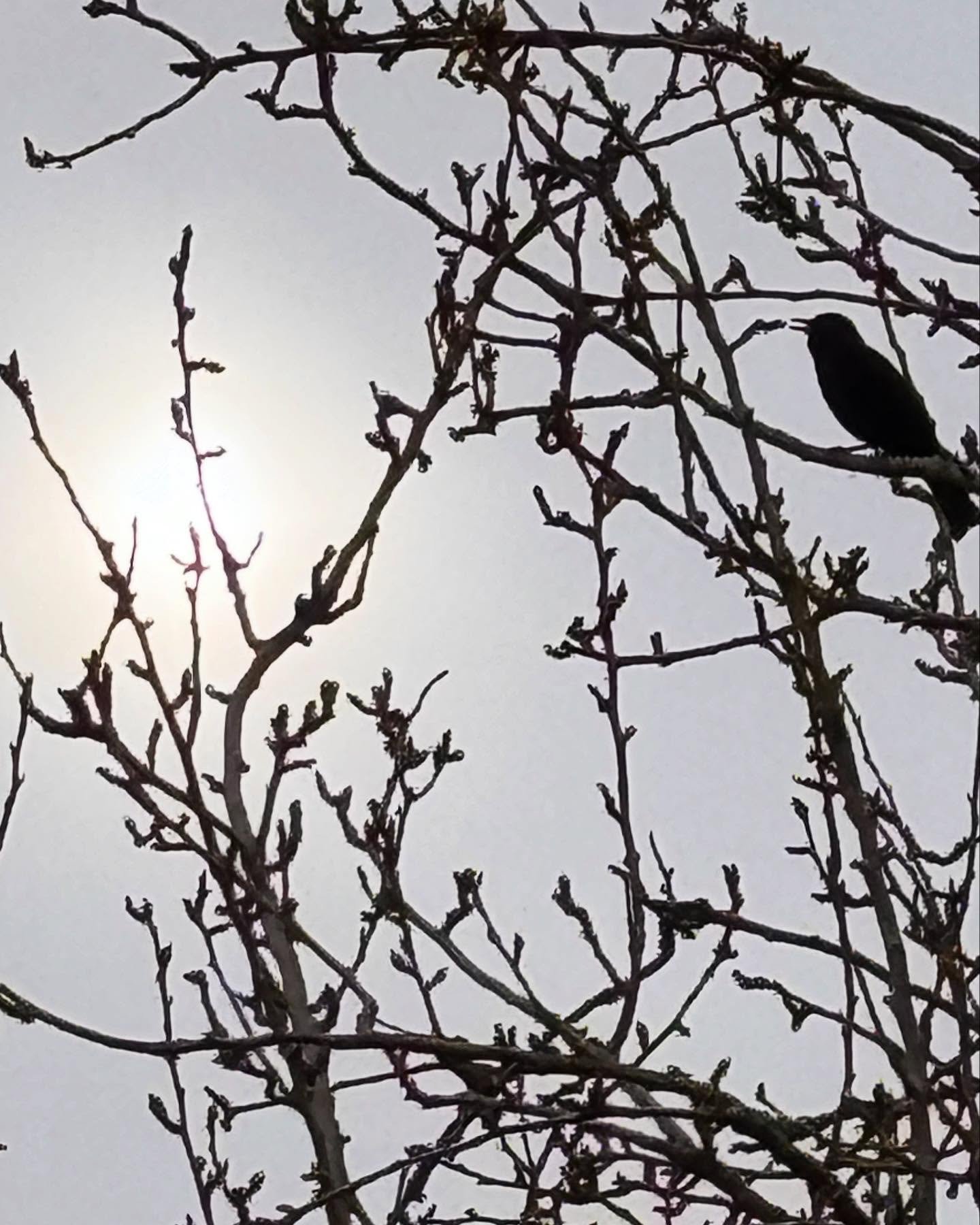 Fab Mindful Photography session with the lovely @jo_pix_  at Boundary Brook Nature Reserve today. The blackbirds were threading the air so I quite like that one of them giving it some is here threaded into the mesh of the tree. And that my teazle obs