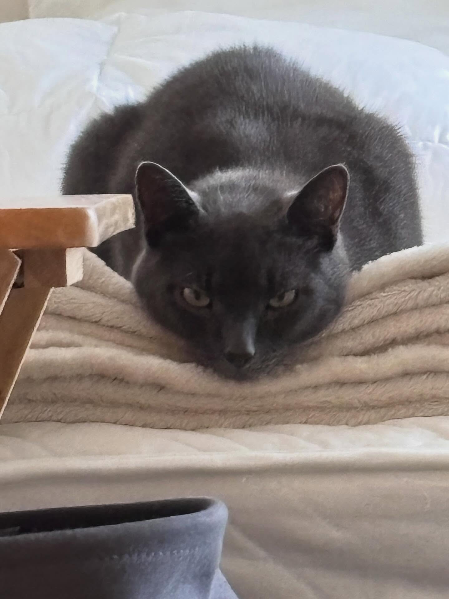 Murphy. Restin&rsquo; &hearts;️ 

House approval of the placement of newly framed @sarah.morganartwork 

#catslife