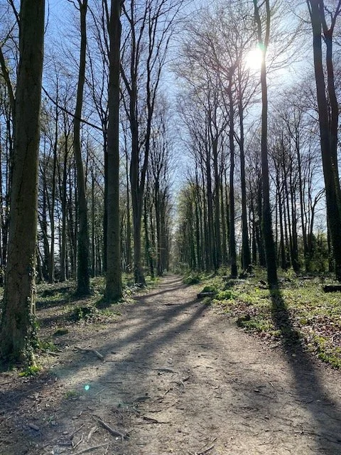 trees up the ridgeway.jpeg