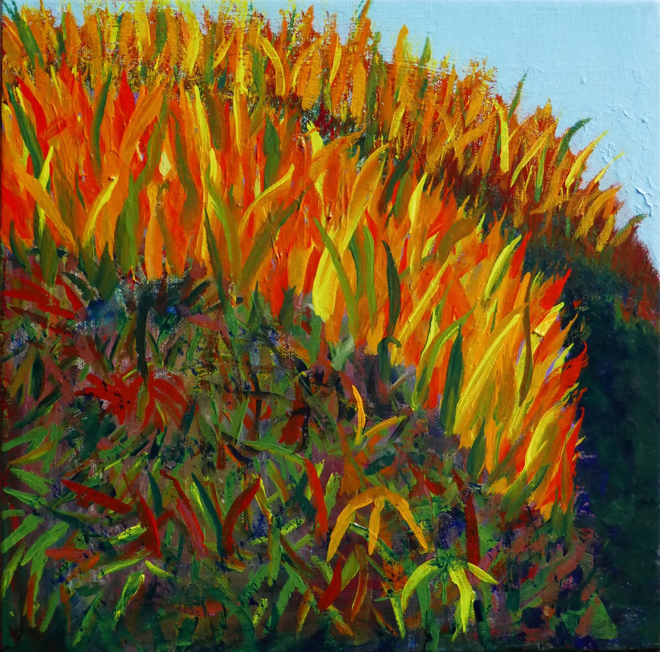 Nandina Edmonds 3