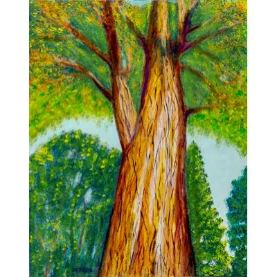 taxodium mucronatum
