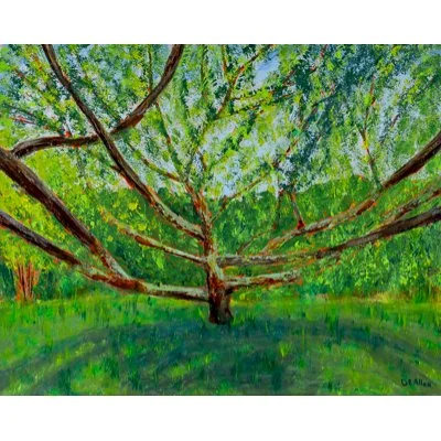 zelkova schneideriana (Out not Up)