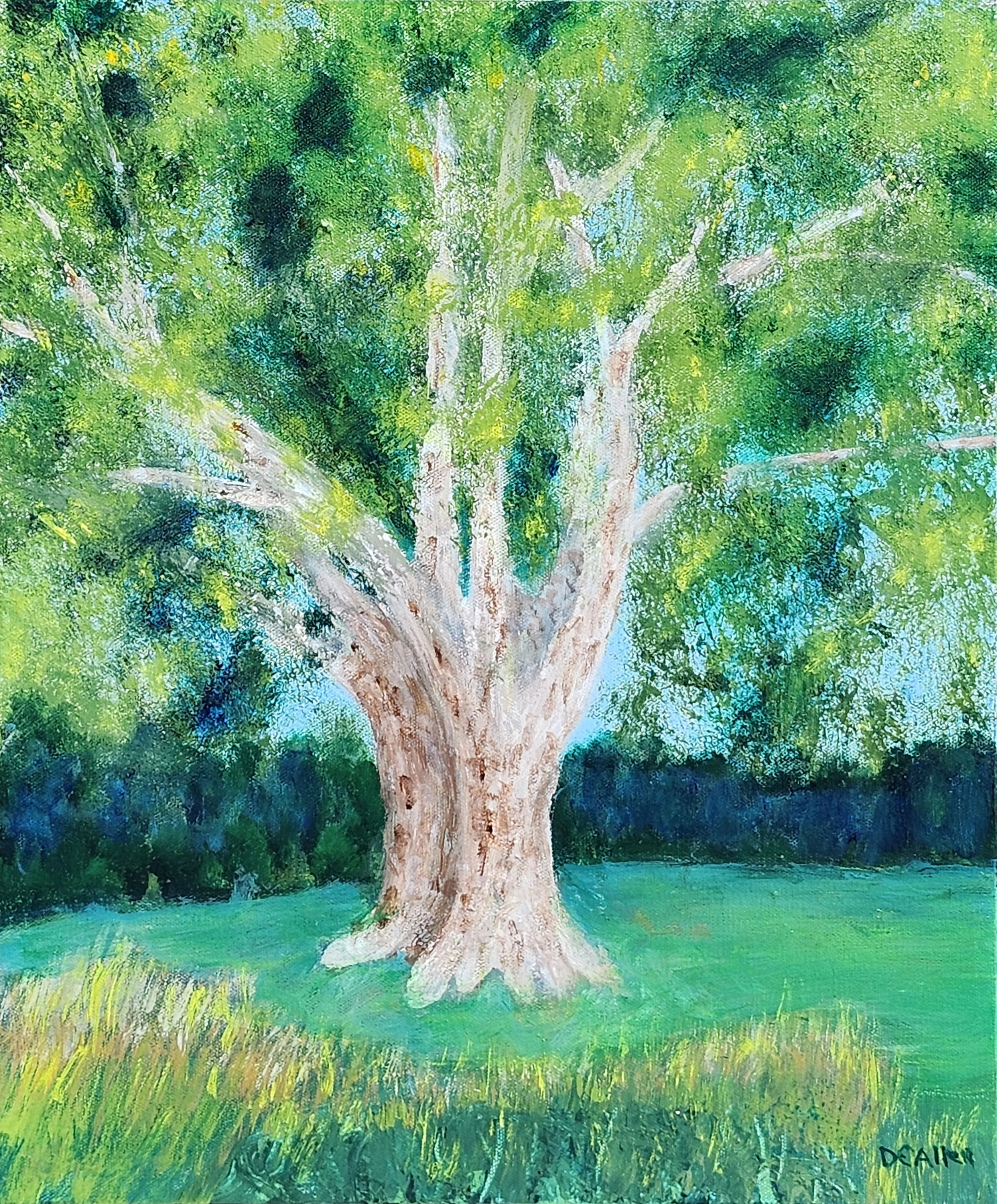 Walla Walla Plane Tree