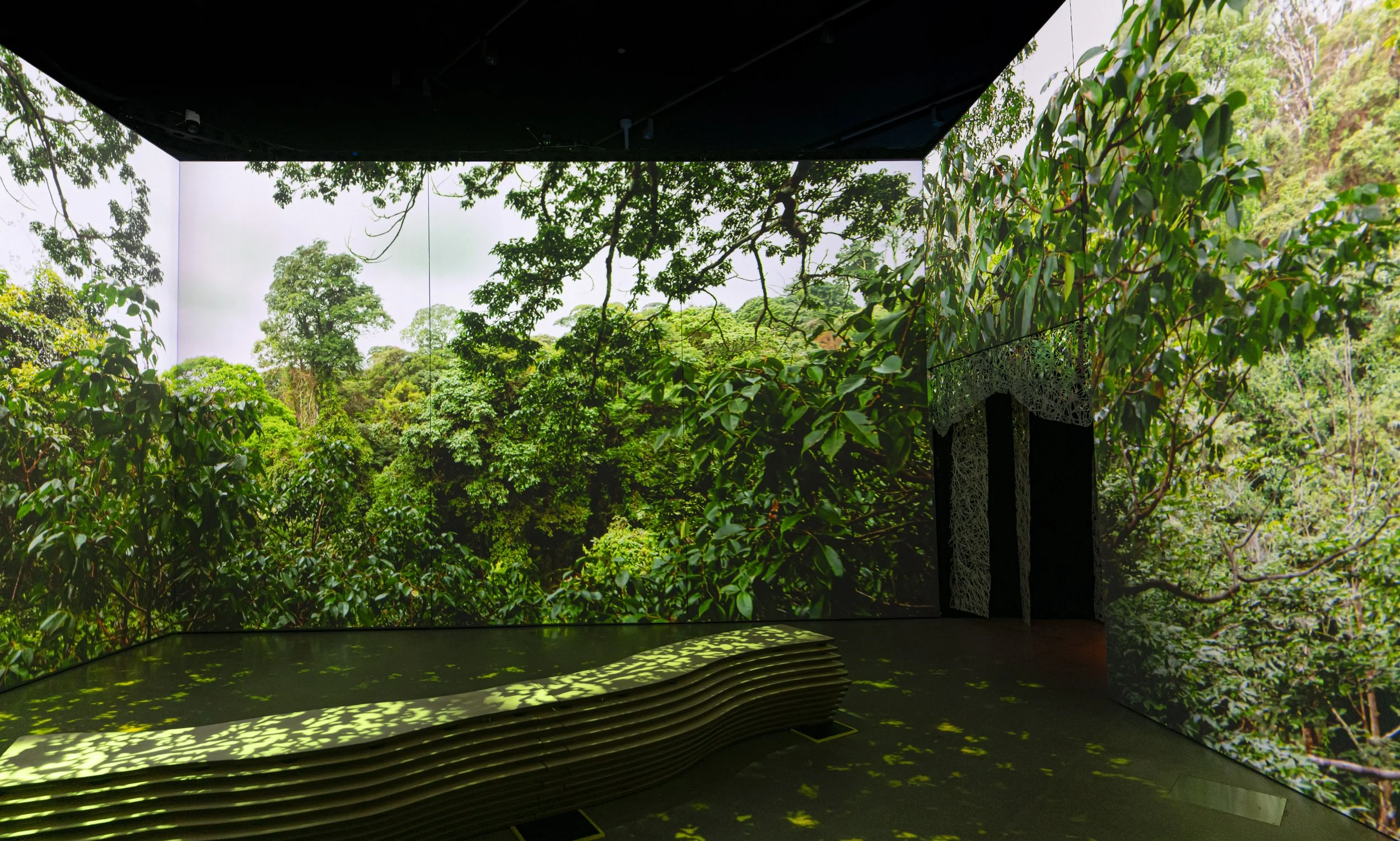 SESO_02-Habitat-Echolocation_NSV00022_20260525.jpg