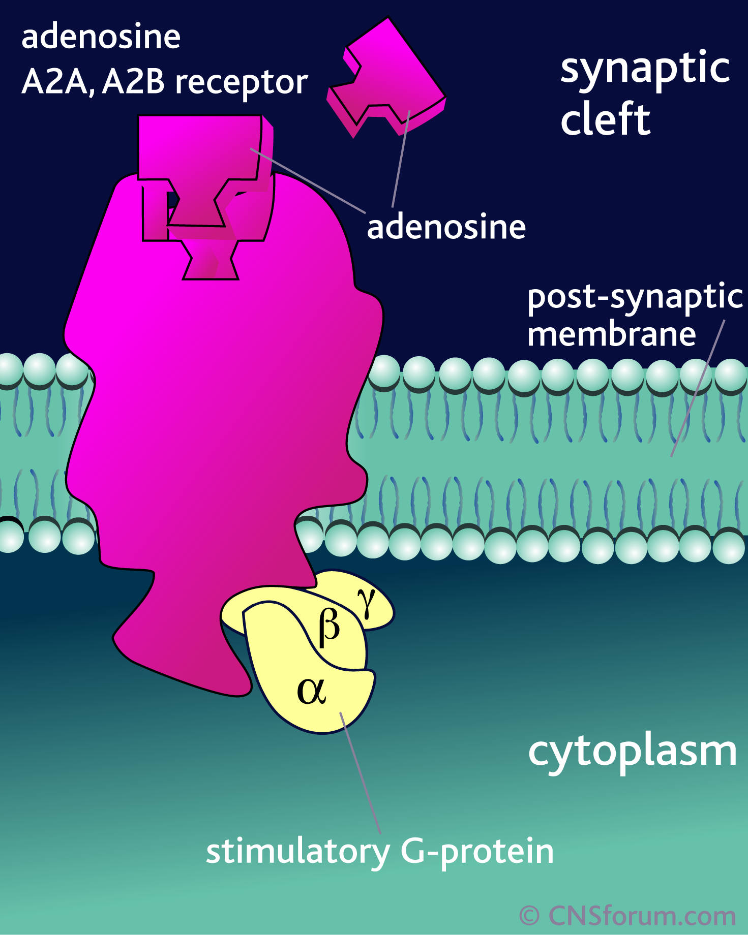 What you need to know about A2A Receptor Antagonists as New Drugs for Parkinson's Disease Treatment