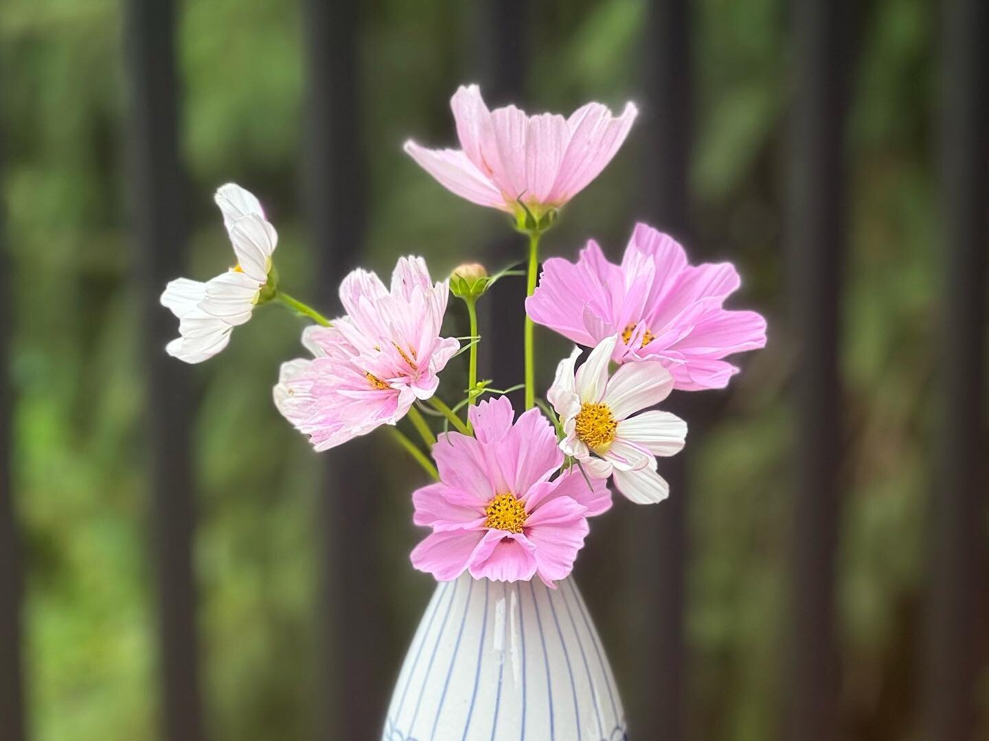 Just over here swooning- love these cosmos

#flowersofinstagram #floral #freshflowers #garden