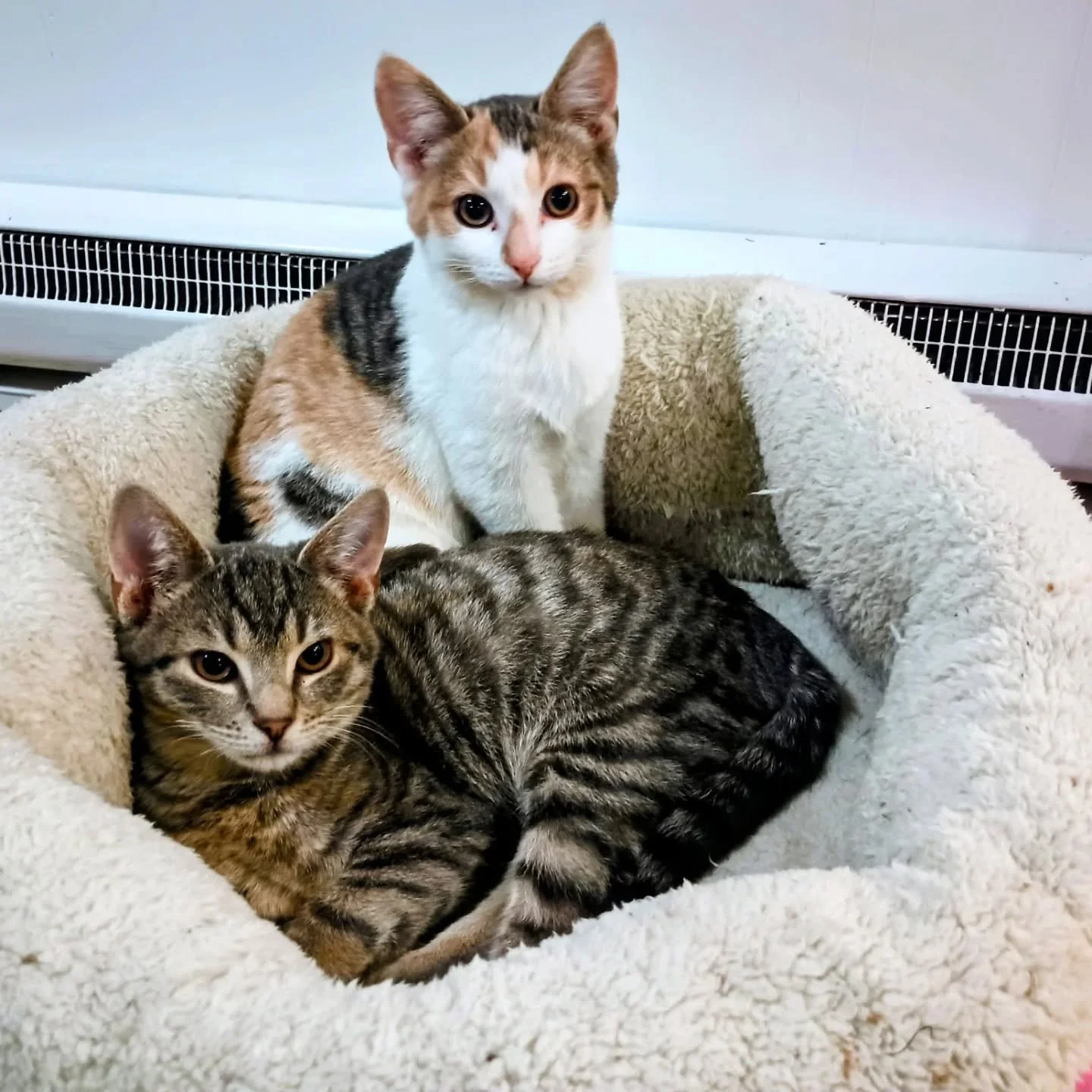 Not flower related, but remember the stray little porch buddies I had this summer? They have now been vaccinated and vetted and are warming up to domestic life.  They have been cared for by the most dedicated cat loving family (my neighbors) and are 