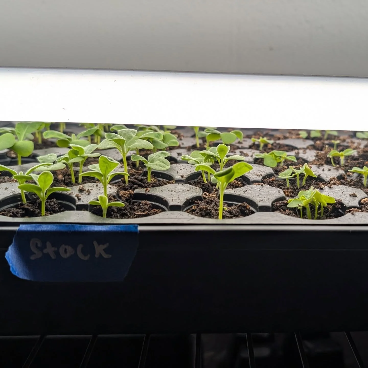 Lots of growing happening already!
It feels like there should be flowers out there with this warm spell right? 
They're coming! It's just the slow burn till true spring now.