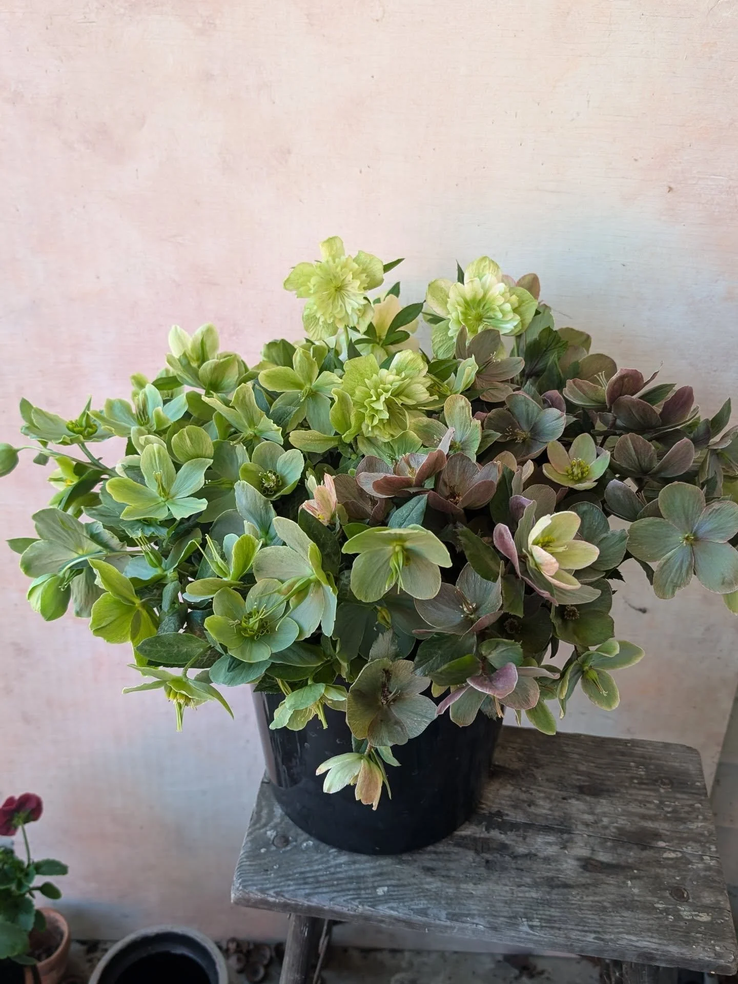 The great hellebore harvest of '26...always worth the wait for these stunners. I can't wait to use them in this weekend's wedding!!