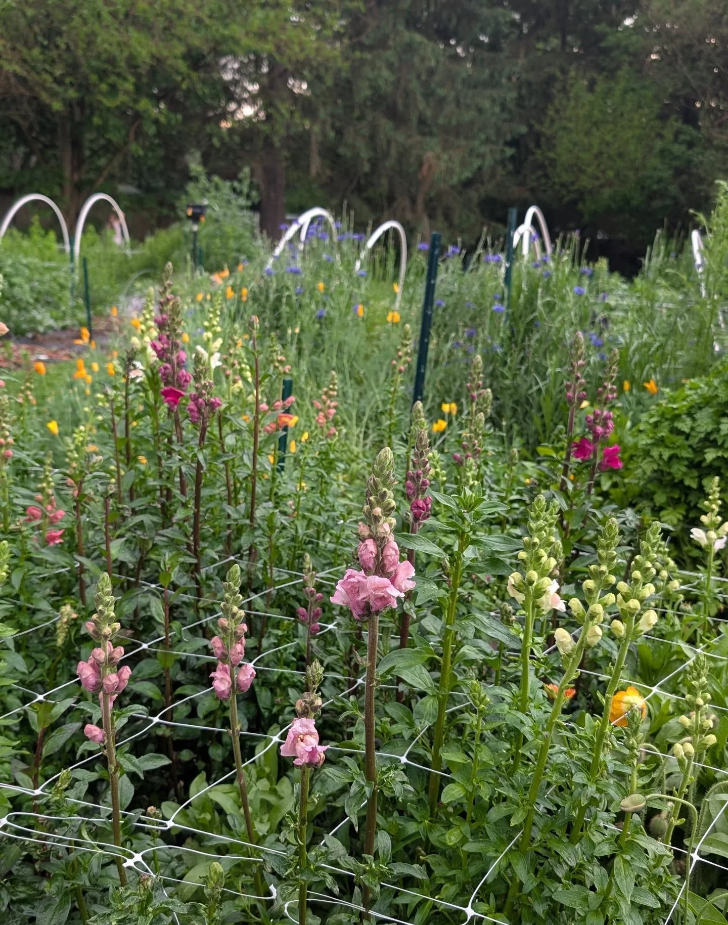 Announcing the first garden workshop of the season! 

June 27th 9-11 am 
$40 per person 

Join me amongst the backyard blooms for a slowed down morning of cutting your favorite picks from the garden and arranging them together. I'll provide light ref
