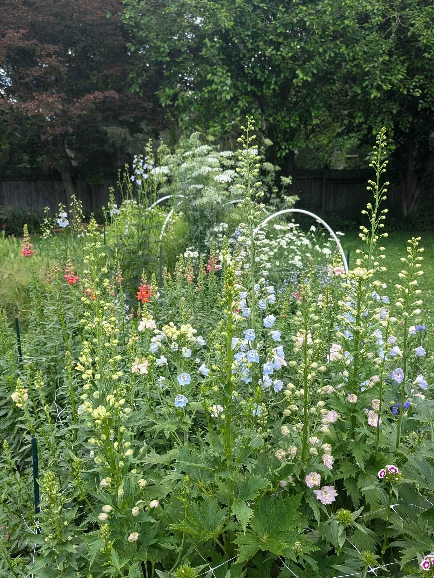 Another garden pic to remind you that there is still room at our June Garden workshop coming up at the end of the month! 

Details:
Sat 6/27 from 9-11am
$40/person 
Bring your own vase 
Light refreshments will be provided 

Garden workshops are a lai
