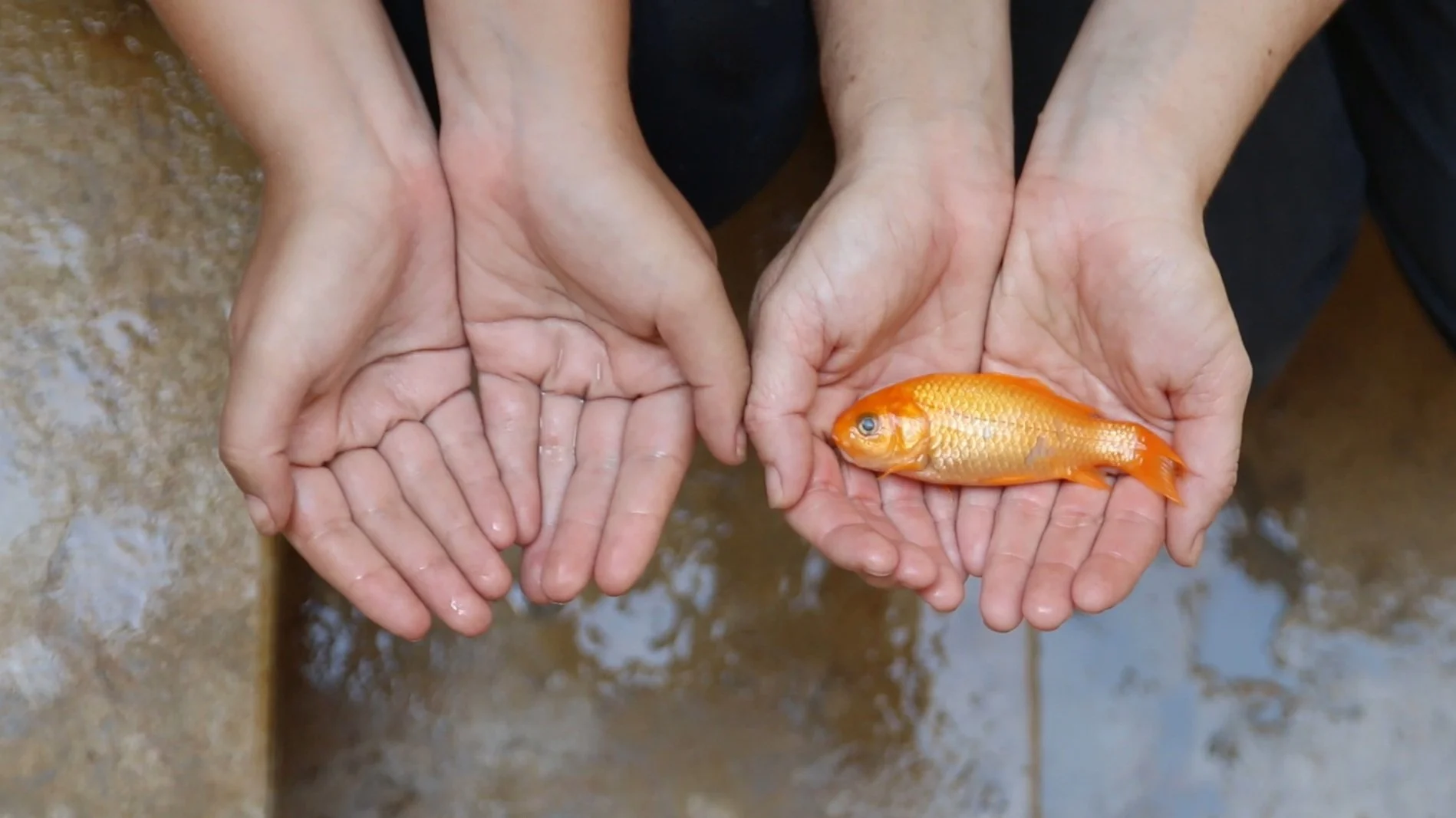 דג כי קלו.jpg