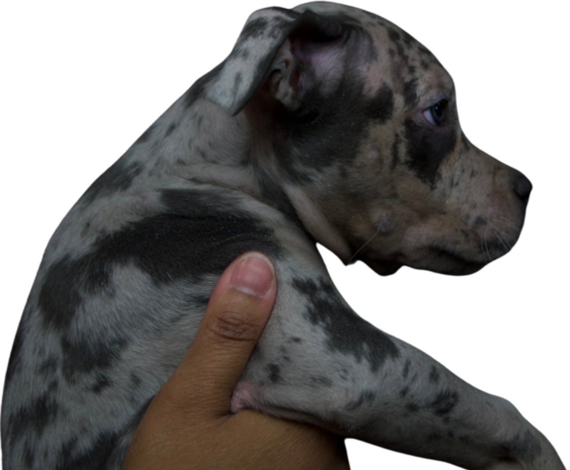 Midwest Mayhem Bullies