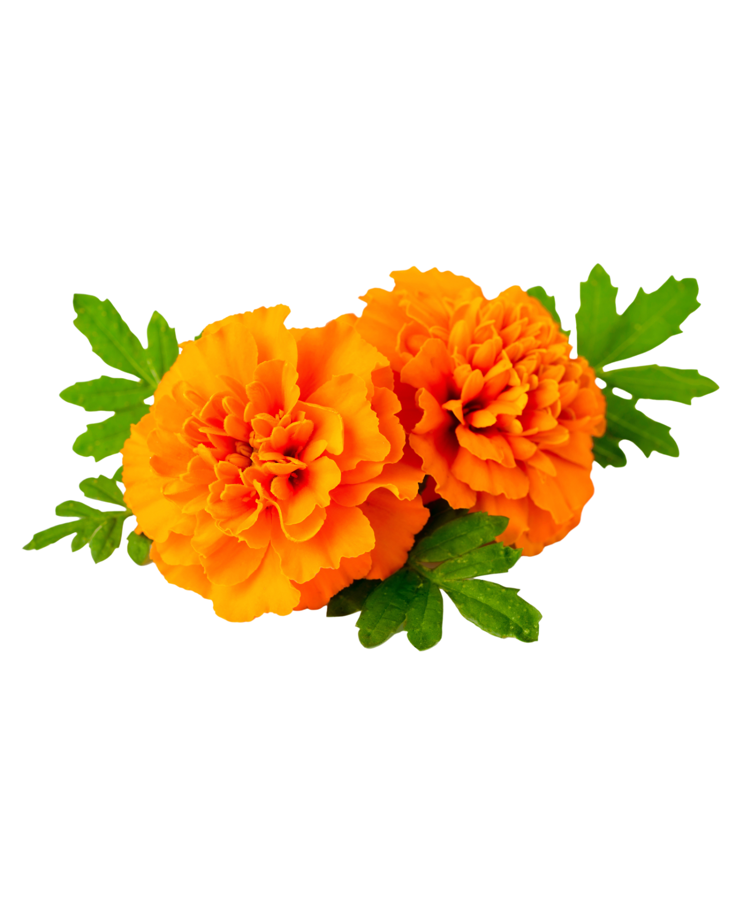 FFD47DC1-393B-468F-832D-B85E0CAECA06.png