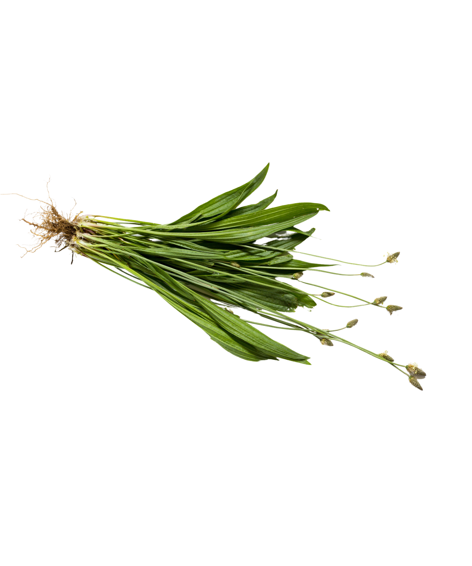 F2C7DB20-B333-4F1E-AB8E-43C9D2CC029E.png